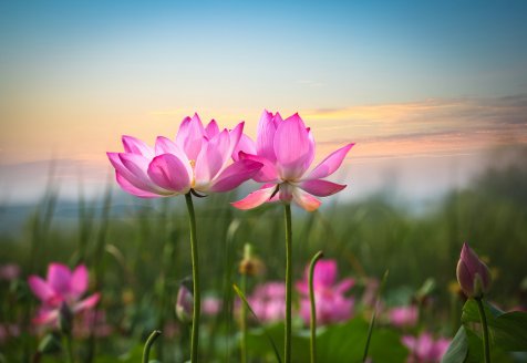 Lotus